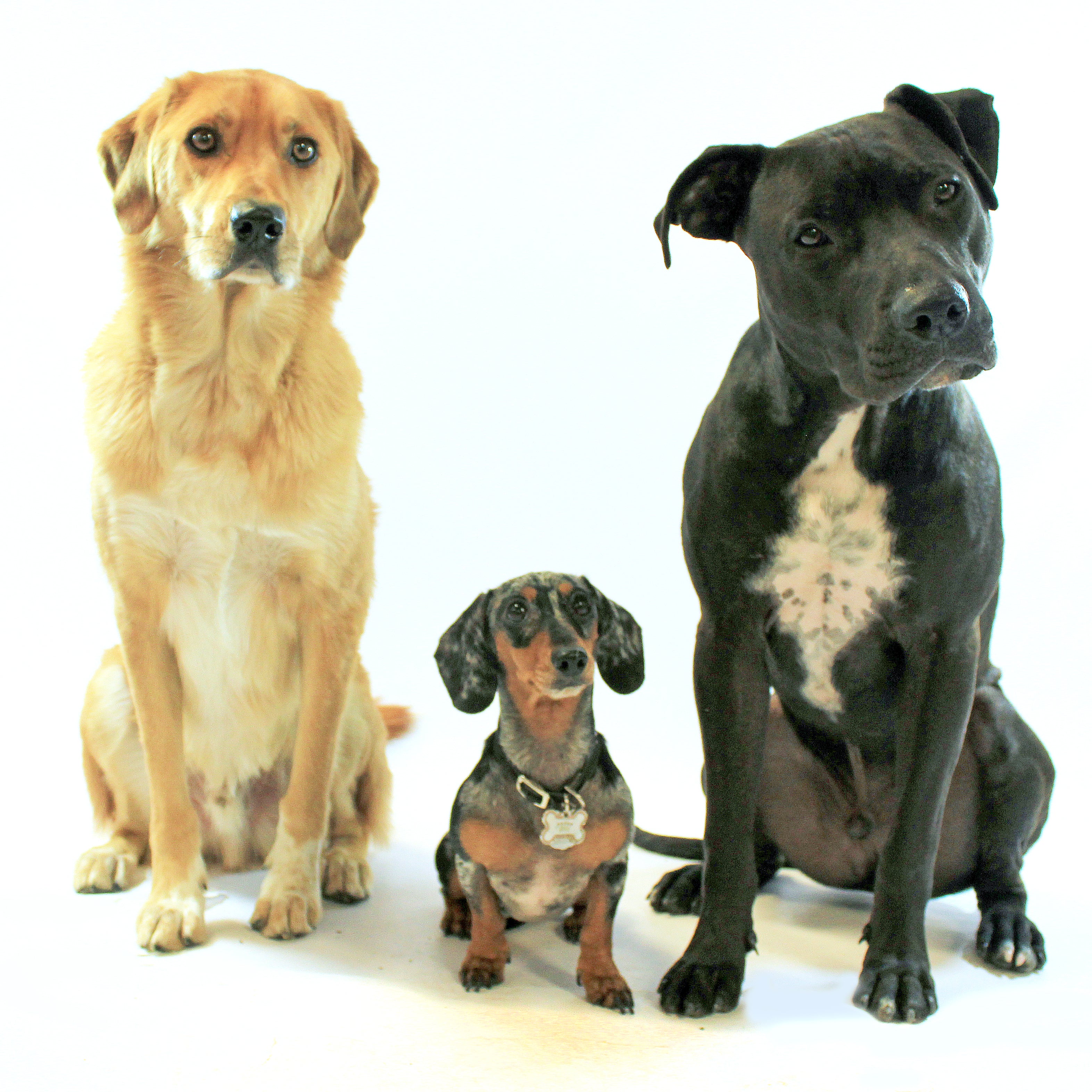 dog img